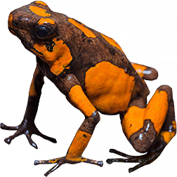 Tado Dart Frog